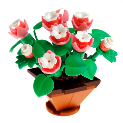 Blocks Succulents: Stonecrop image number 2