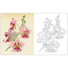 The Kew Gardens: Amazing Orchids Colouring Book image number 3