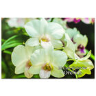 Orchids Card Wallet Set: Pack of 20 image number 1