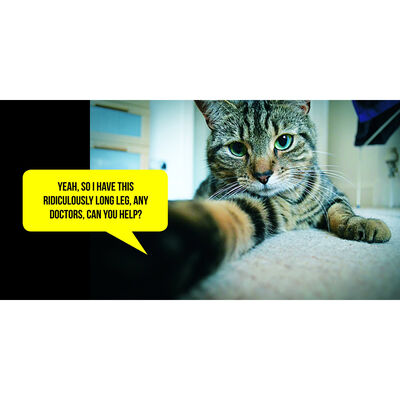 Cat Selfies image number 4