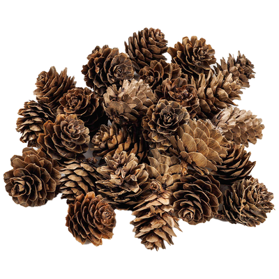 Pinecones Embellishments: Pack of 30 image number 1