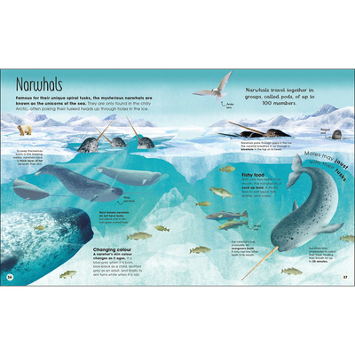 Earth's Incredible Oceans image number 3