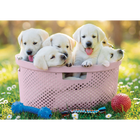 Delightful Dogs 3x500 Piece Jigsaw Puzzles image number 3