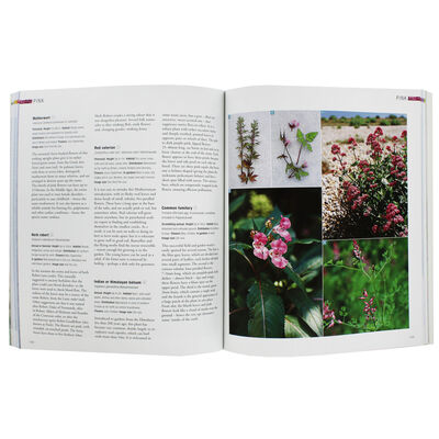 Wild Flowers of Britain and Ireland image number 3