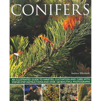 Conifers image number 1