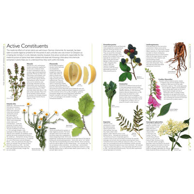 Encyclopedia of Herbal Medicine image number 3