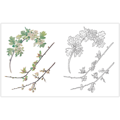 A Country Diary Colouring Book image number 3