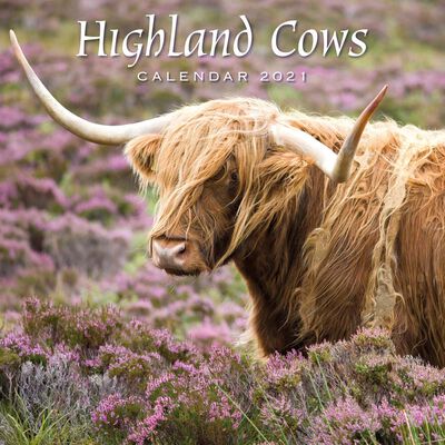 2021 Calendar: Highland Cows image number 1