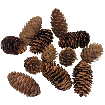 Mixed Pinecones: Pack of 12 image number 1