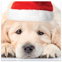 Charity Dog in Santa Hat Christmas Cards: Pack of 10
