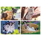 Small Cats 4-in-1 Bumper Jigsaw Puzzle Pack image number 2