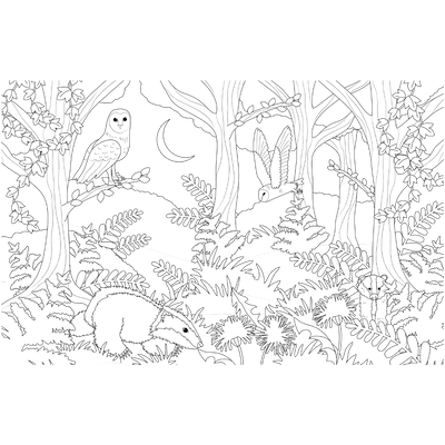 Woodland Walk: A Colouring Book image number 3