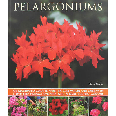 Pelargoniums image number 1
