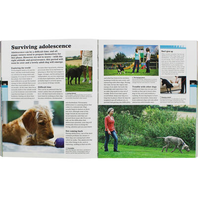 How To Train A Superdog image number 2