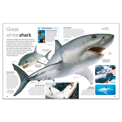 Shark: DK Eyewitness image number 2