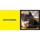 Cat Selfies image number 2