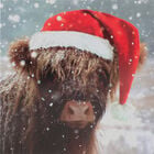 Highland Cow Christmas Cards: Pack Of 10 image number 2