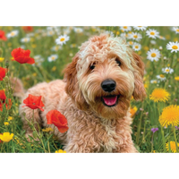 Delightful Dogs 3x500 Piece Jigsaw Puzzles