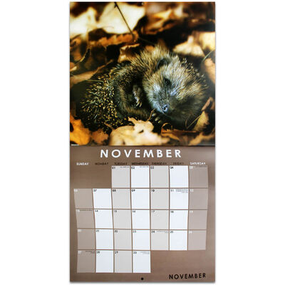 British Wildlife 2022 Square Calendar and Diary Set image number 2
