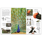 Bird: DK Eyewitness image number 3