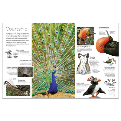 Bird: DK Eyewitness image number 3