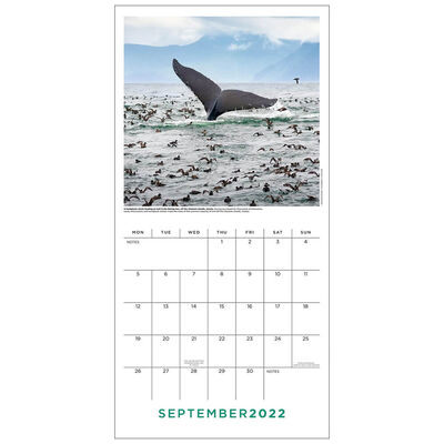 BBC Earth Perfect Planet 2022 Square Calendar image number 2