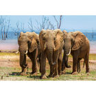 The Elephant Family 1500 Piece Jigsaw Puzzle image number 2
