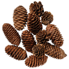 Pinecones Embellishments: Pack of 12 image number 1