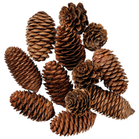 Pinecones Embellishments: Pack of 12