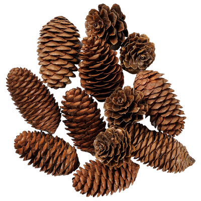 Pinecones Embellishments: Pack of 12 image number 1