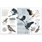 Bird: DK Eyewitness image number 2