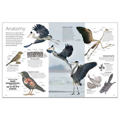 Bird: DK Eyewitness image number 2