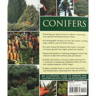 Conifers image number 2