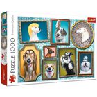Doggies Gallery 1000 Piece Jigsaw Puzzle image number 1