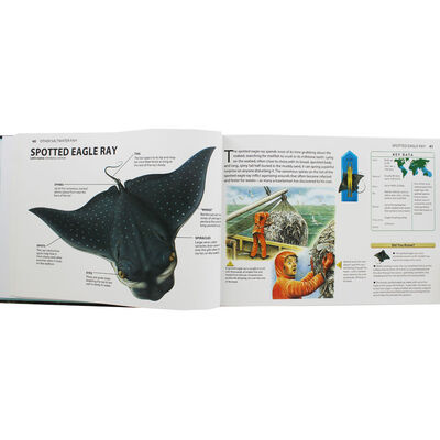 Sharks & Predators of the Deep image number 2