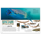 Shark: DK Eyewitness image number 3