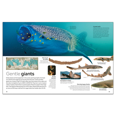 Shark: DK Eyewitness image number 3