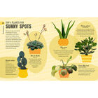 How Not to Kill Your Houseplant image number 2