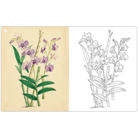 The Kew Gardens: Amazing Orchids Colouring Book