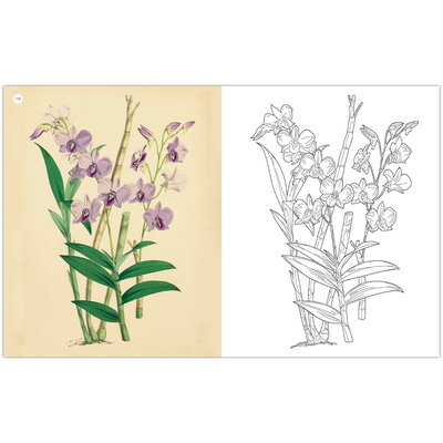 The Kew Gardens: Amazing Orchids Colouring Book image number 2