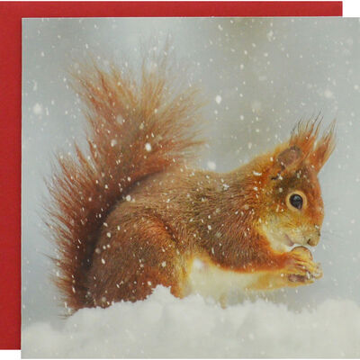 Festive Squirrel Luxury Christmas Cards: Pack Of 8 image number 1